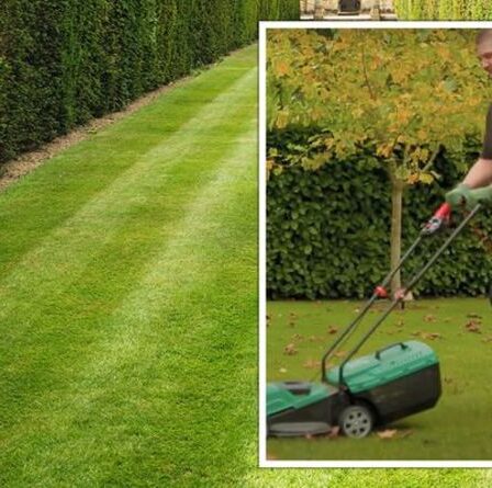 « Donnez une dernière coupe à votre pelouse ! »  Un expert en jardinage partage les travaux de jardinage d'octobre