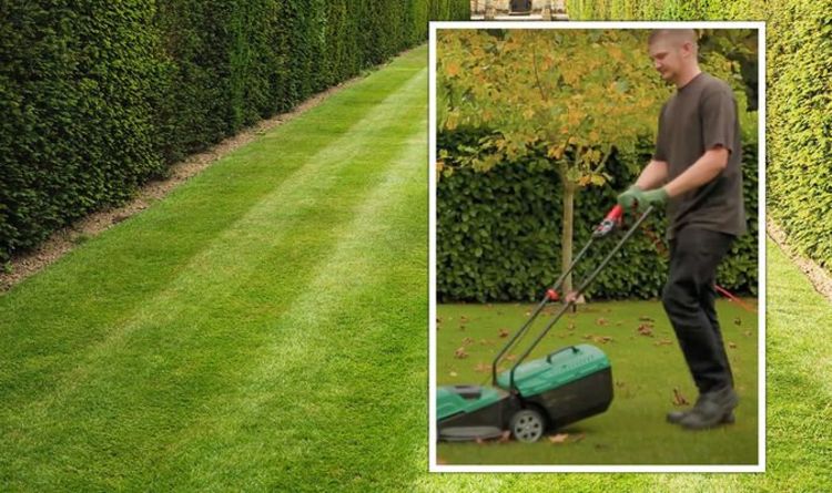 « Donnez une dernière coupe à votre pelouse ! »  Un expert en jardinage partage les travaux de jardinage d'octobre
