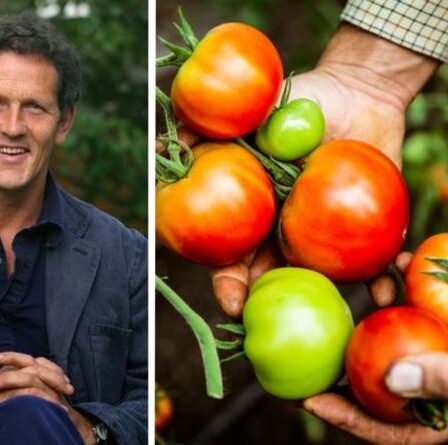 « Économisez beaucoup d'argent ! »  Monty Don partage une astuce à faire maintenant avant de cultiver des tomates au printemps