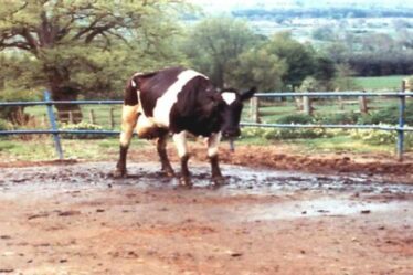 Épidémie de maladie de la vache folle à la ferme de Somerset - les autorités ferment la zone