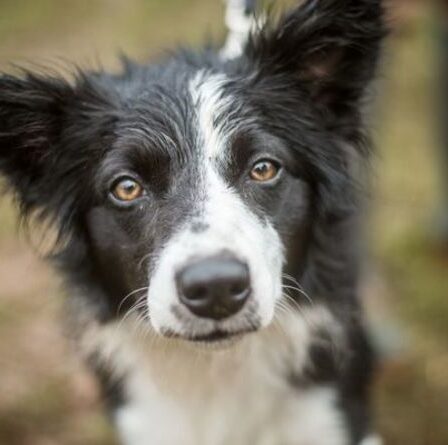 Euh oh !  Regardez un chien embarrassé se rendre compte qu'il est dans la mauvaise maison