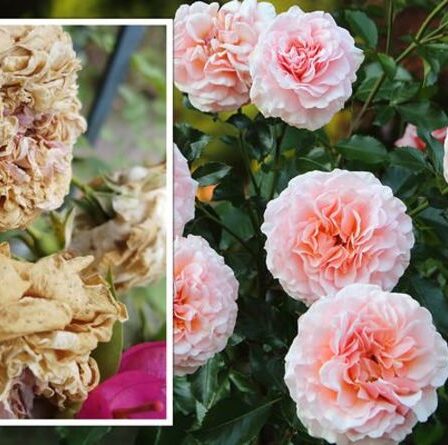 Gardeners' World explique comment entretenir les roses en automne et éviter la "pourriture"