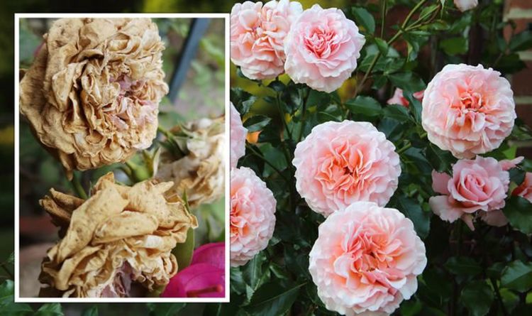 Gardeners' World explique comment entretenir les roses en automne et éviter la "pourriture"