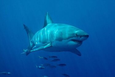 Grand requin blanc : un surfeur meurt après qu'un bras lui a été arraché lors d'une attaque frénétique - "Beaucoup de sang"