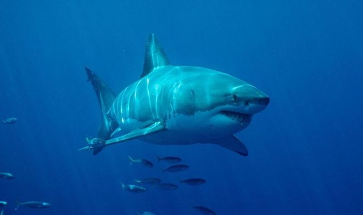 Grand requin blanc : un surfeur meurt après qu'un bras lui a été arraché lors d'une attaque frénétique - "Beaucoup de sang"