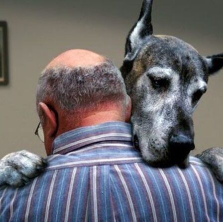 Gros câlin!  Regardez ces grands danois saluer avec enthousiasme leur propriétaire dans TikTok viral hilarant