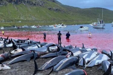 L'UE subit d'énormes pressions pour punir les îles Féroé après le massacre horrible des dauphins