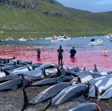 L'UE subit d'énormes pressions pour punir les îles Féroé après le massacre horrible des dauphins