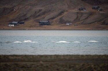 La fureur d'un militant pour le climat après la mort de 570 baleines