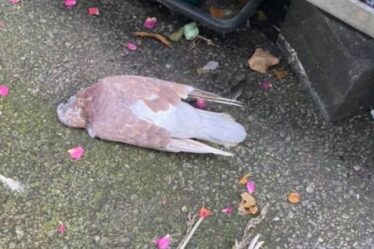 La grippe aviaire craint après la découverte d'oiseaux morts dans toute la ville galloise
