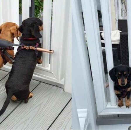 L'astuce hilarante du propriétaire du teckel pour empêcher les chiens de s'échapper devient virale