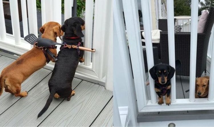 L'astuce hilarante du propriétaire du teckel pour empêcher les chiens de s'échapper devient virale