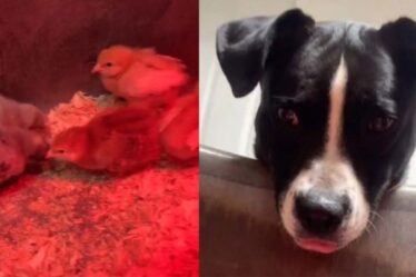 Le chien 'Poultry protector' vérifie les poussins toutes les demi-heures dans une adorable vidéo