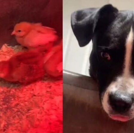 Le chien 'Poultry protector' vérifie les poussins toutes les demi-heures dans une adorable vidéo