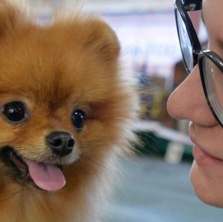 « Le déguisement du pawfect » La cachette poméranienne du locataire Crafty avant la visite du propriétaire