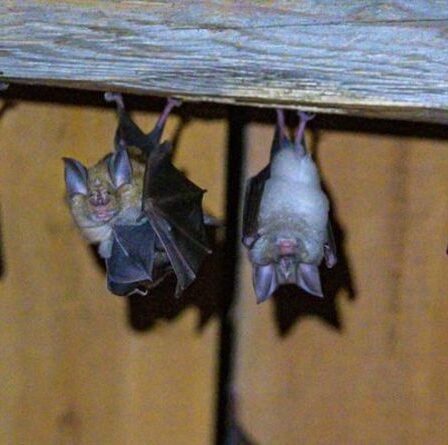 Le mystère de l'origine de Covid s'approfondit alors qu'une découverte «inhabituelle» faite dans une grotte à 1 600 milles de Wuhan