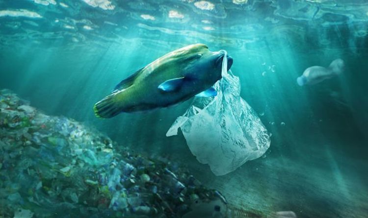 Le nombre d'animaux marins 'suffoquent' sur du plastique dans l'océan DOUBLE au cours des deux dernières décennies