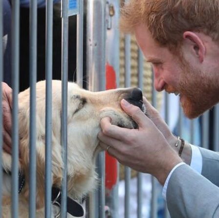 Le prince Harry salue un adorable chien policier lors d'une visite officielle à New York - "Tellement adorable !"