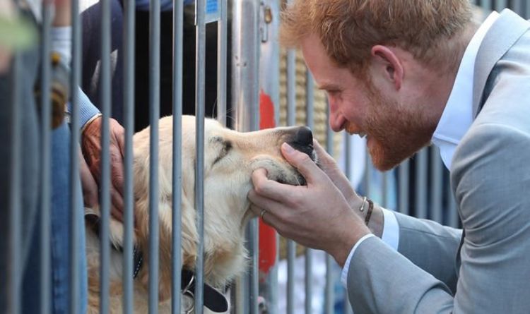 Le prince Harry salue un adorable chien policier lors d'une visite officielle à New York - "Tellement adorable !"
