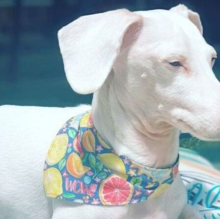 Le rare teckel albinos qui doit porter de la crème solaire devient la star montante d'Instagram
