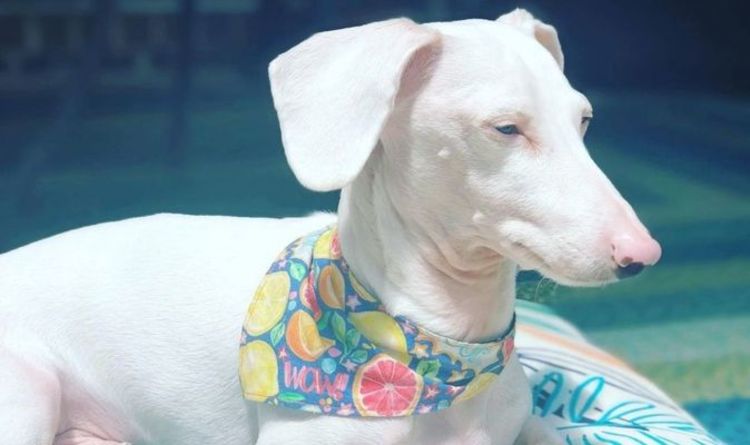 Le rare teckel albinos qui doit porter de la crème solaire devient la star montante d'Instagram