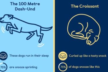 Les adorables habitudes de sommeil des chiens révélées en infographie
