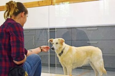 Les chiens peuvent lire dans l'esprit des humains et "reconnaître leurs intentions", selon une nouvelle étude