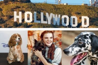Les chiots stars préférés d'Hollywood : les 10 races de chiens les plus populaires qui apparaissent dans les films