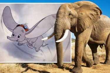 Les oreilles des éléphants pourraient devenir "aussi grandes que Dumbo" alors que les experts envoient un avertissement de "changement de forme"