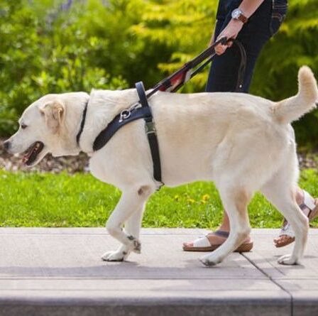 Les propriétaires de chiens ont averti que le passage au harnais de marche pourrait leur infliger une amende de 5 000 £