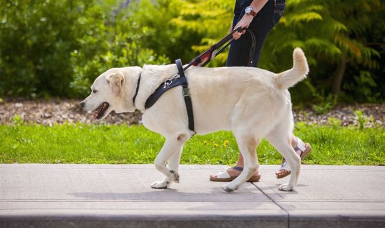 Les propriétaires de chiens ont averti que le passage au harnais de marche pourrait leur infliger une amende de 5 000 £