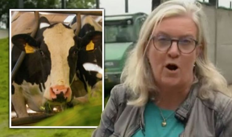 Les téléspectateurs de Countryfile exaspérés par le segment de vache « inacceptable » « Pas d'accord ! »