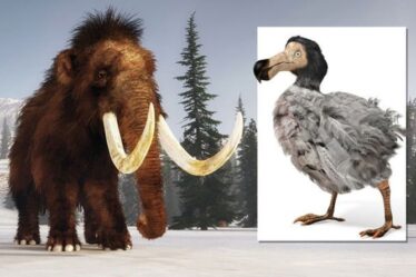Modification de l'ADN pour redonner vie à d'anciennes bêtes, y compris le mammouth et le dodo