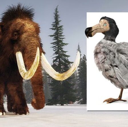Modification de l'ADN pour redonner vie à d'anciennes bêtes, y compris le mammouth et le dodo