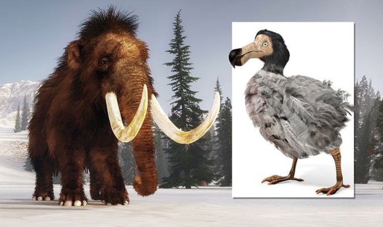 Modification de l'ADN pour redonner vie à d'anciennes bêtes, y compris le mammouth et le dodo