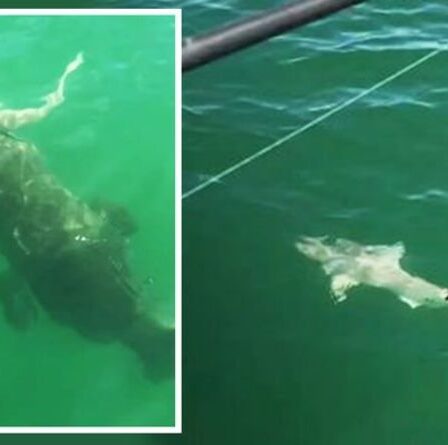 Moment « incroyable » où un requin est dévoré par un poisson massif sous les yeux des pêcheurs