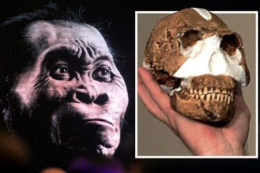Percée de l'archéologie après que les chercheurs aient découvert des «espèces totalement nouvelles» d'humains