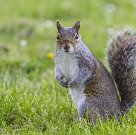 Pourquoi les écureuils sont comme les humains