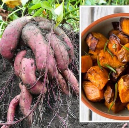 Quand récolter les patates douces : les meilleurs conseils pour faire pousser des patates douces au Royaume-Uni