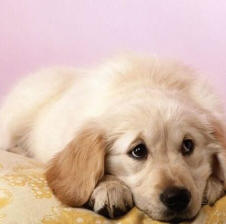 Réaction émotionnelle du chien d'accueil lorsqu'on lui donne un coussin pour la première fois