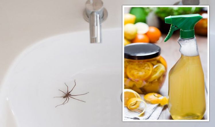 Remèdes antiparasitaires - les SIX articles ménagers pour aider à se débarrasser des araignées et des punaises de lit