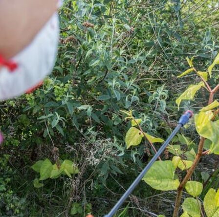 Renouée du Japon : Comment éradiquer et éliminer la plante envahissante