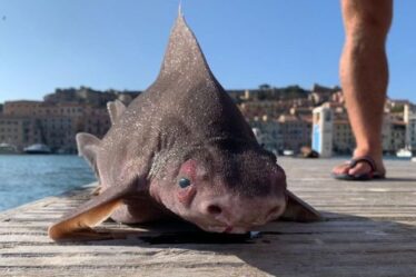 Requin avec le visage de cochon pêché en Italie