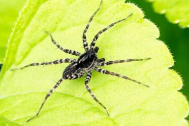 Saison des araignées: un expert démystifie les plus grands mythes alors que des bestioles effrayantes sortent de leur cachette