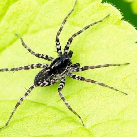 Saison des araignées: un expert démystifie les plus grands mythes alors que des bestioles effrayantes sortent de leur cachette