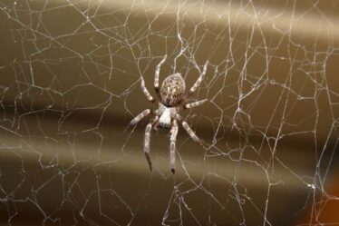 Saison des araignées : un expert met en garde des milliers de bestioles effrayantes qui envahissent les maisons britanniques : « Peut pincer ! »