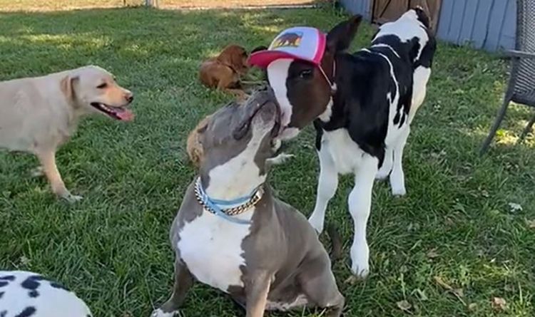 Staffy Sauve Du Refuge Devient Le Meilleur Ami D Un Bebe Vache Adorable Video