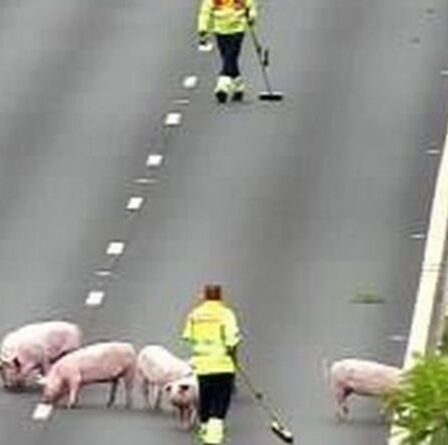 Trafic M62 le plus récent: D'énormes retards près de Manchester alors que les PIGS pénètrent sur l'autoroute