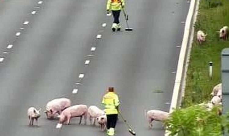 Trafic M62 le plus récent: D'énormes retards près de Manchester alors que les PIGS pénètrent sur l'autoroute