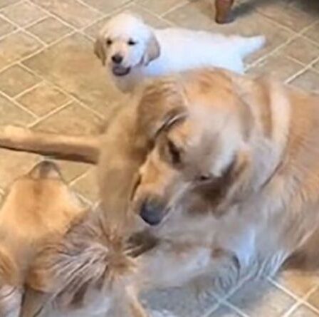 Un adorable chiot Golden Retriever tente de combattre ses frères et sœurs plus âgés dans une vidéo adorable
